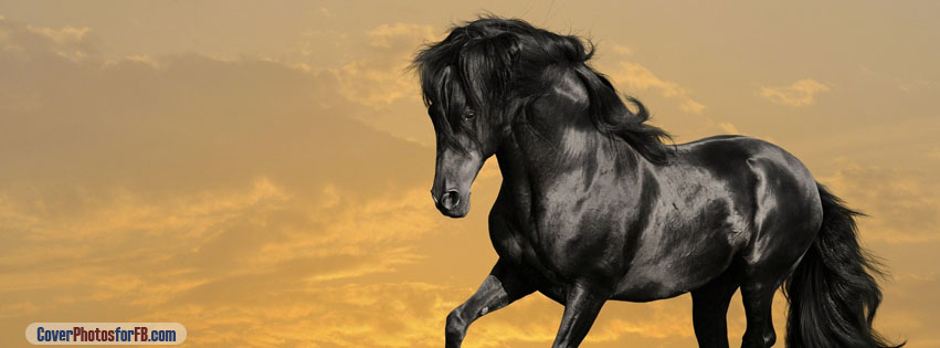 Black Horse Running Cover Photo