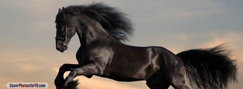 Black Horse Cover Photo