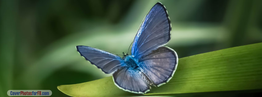 Butterfly On Leaf Cover Photo