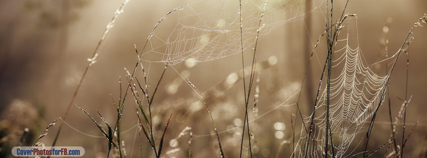 Spider Web Cover Photo