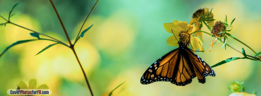Monarch Butterfly On A Yellow Flower Cover Photo