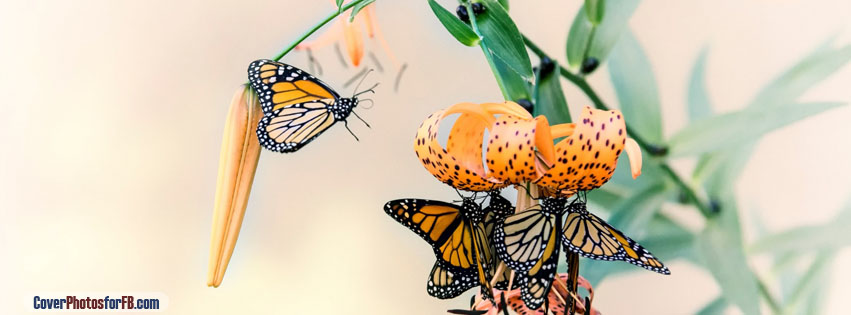 Monarch Butterflies Cover Photo