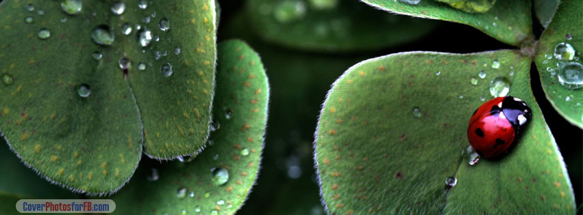 Ladybug Sitting On A Clover Leaf Cover Photo