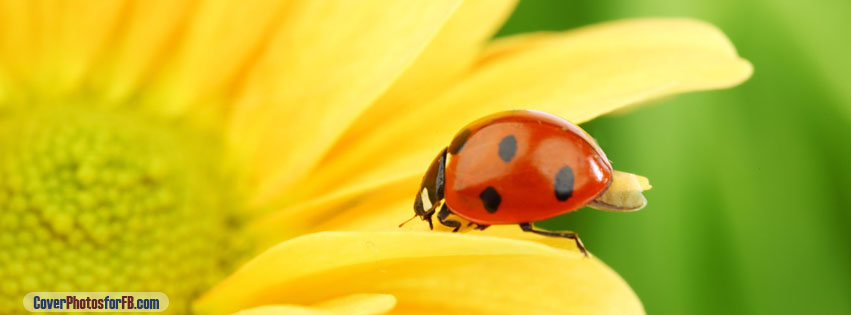 Ladybug On Yellow Flower Cover Photo