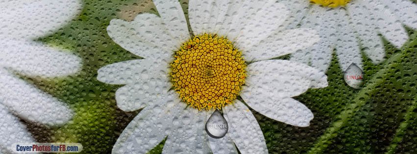 Ubuntu Daisy Flower Cover Photo