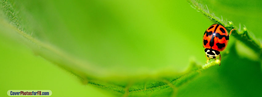 Ladybug On A Green Leaf Cover Photo