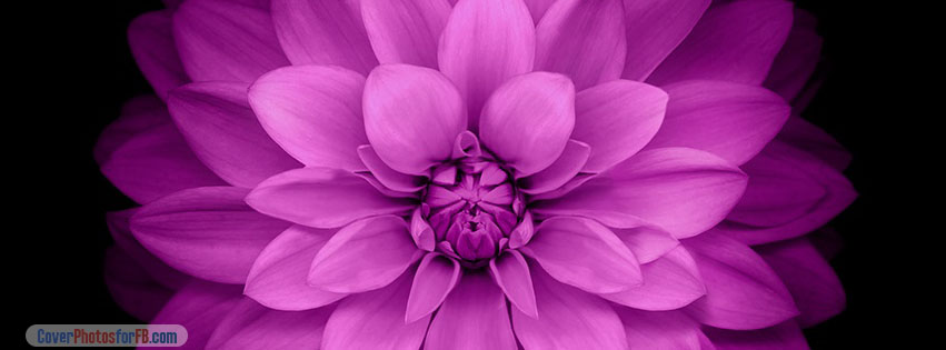 Apple Ios Flower Purple Cover Photo