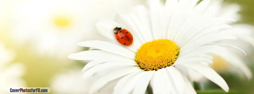 Ladybug On A Daisy Cover Photo