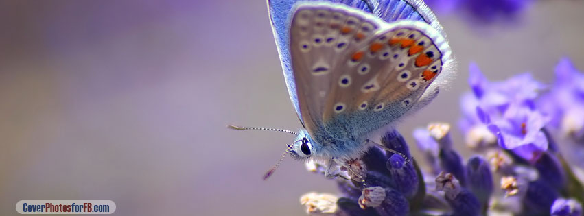 Butterfly On Purple Flowers Cover Photo
