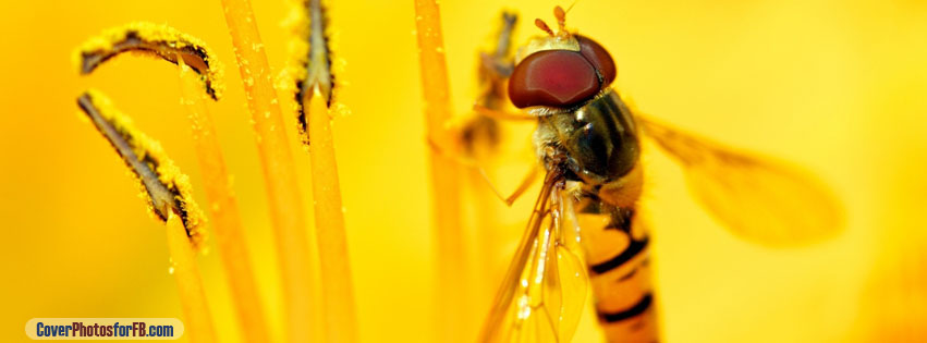Hoverflies Cover Photo