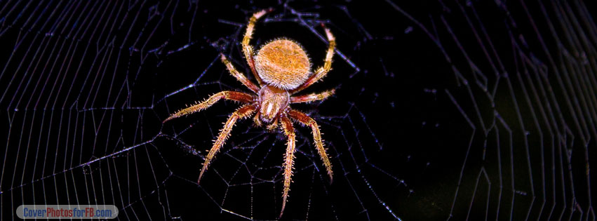 Hentz's Orbweaver Cover Photo