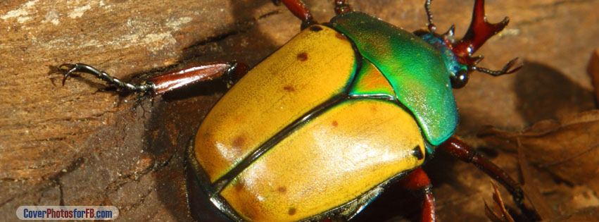 Yellow Green Beetle Cover Photo