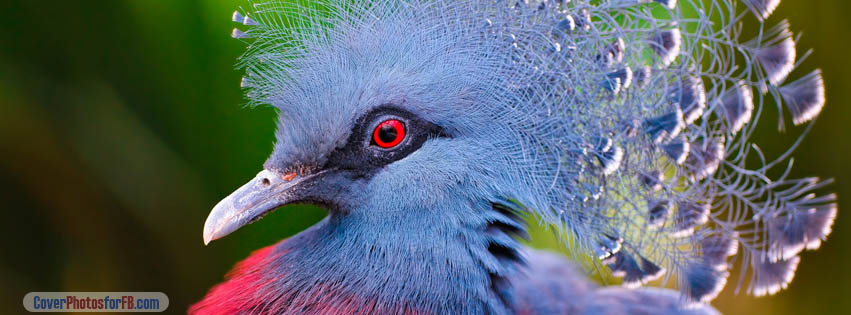 Victoria Crowned Pigeon Cover Photo