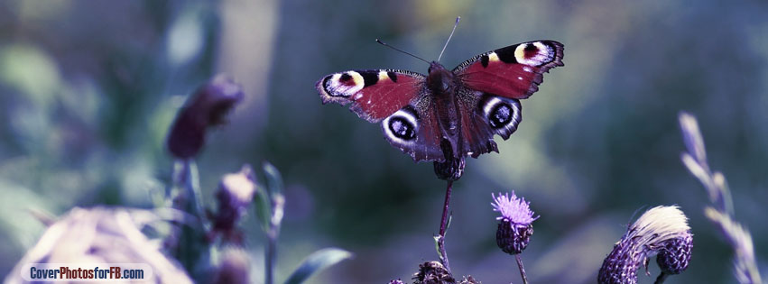 Butterfly With Open Wings Cover Photo