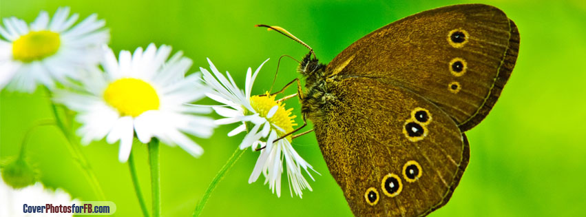Butterfly With Daisy Cover Photo
