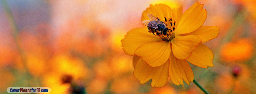 Bee Sitting On A Orange Flower Cover Photo