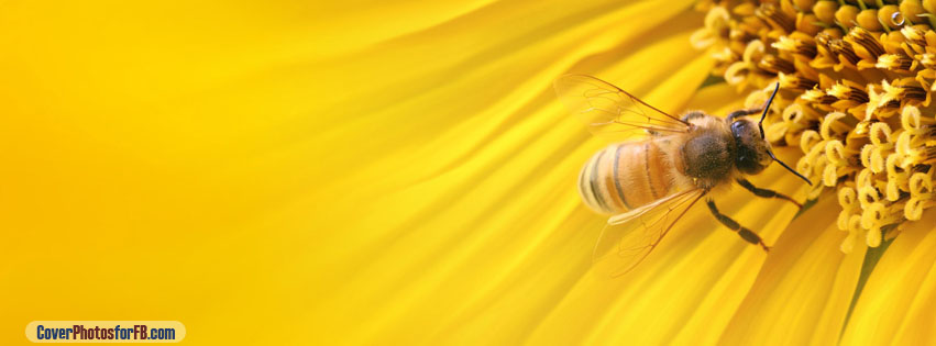 Bee Sitting On A Orange Flower Cover Photo