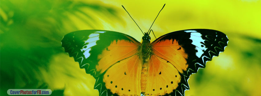 Black Yellow Orange Butterfly Cover Photo