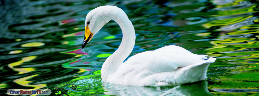 Swan Green Lake Cover Photo