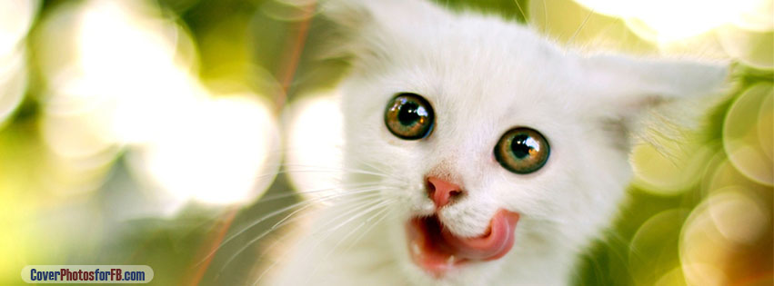 White Kitten Cover Photo