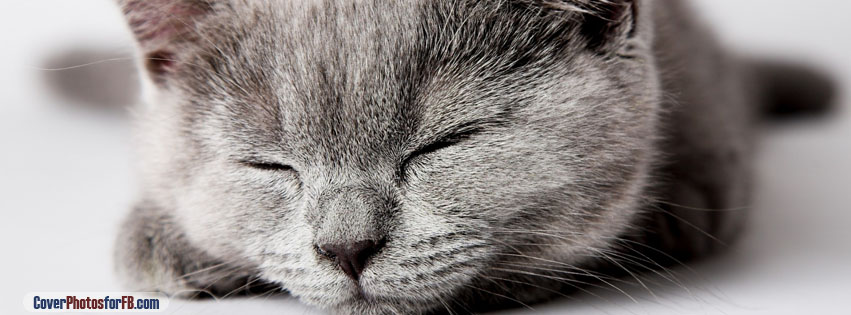 Sleepy Grey Kitten Cover Photo