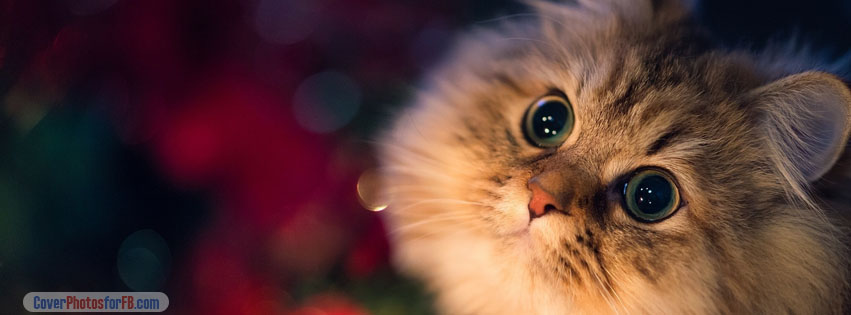 Cute Kitten Cover Photo