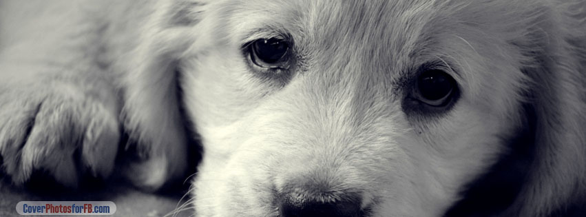 Sad Eyes Dog Cover Photo