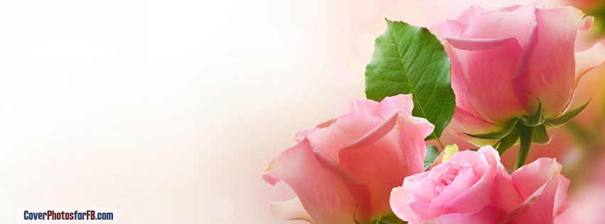 Three Light Pink Roses Cover Photo