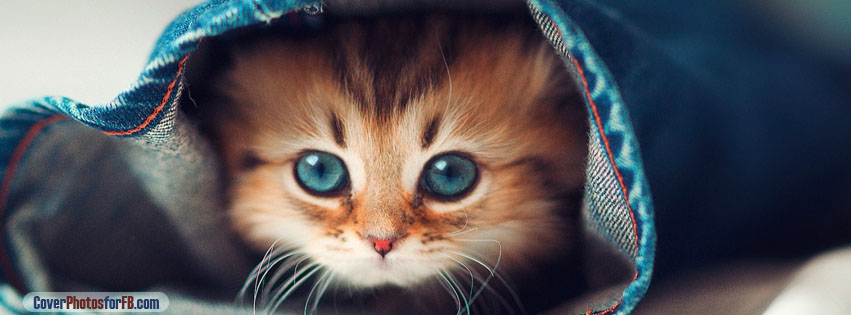 Cat Hiding Cover Photo