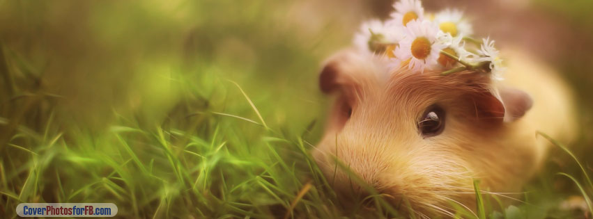 Cute Guinea Pig Cover Photo