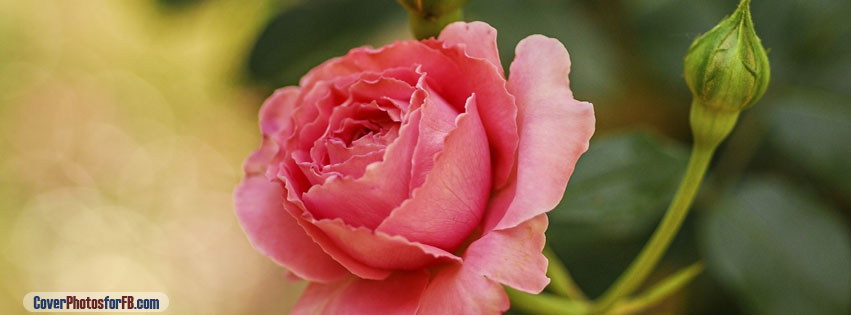 Cute Pink Rose Cover Photo