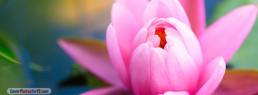 Cute Pink Water Lily Cover Photo