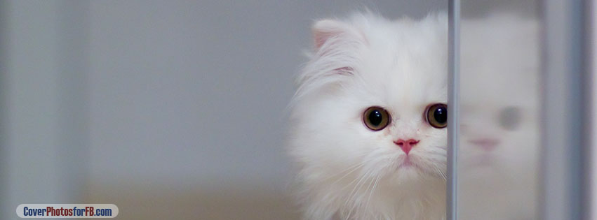 Cute White Cat Cover Photo