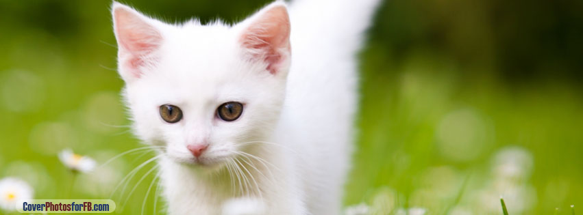 Cute White Kitten Cover Photo