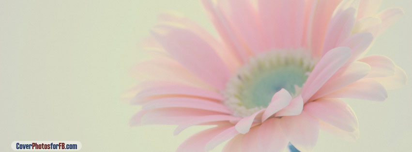 Pink Flower Cover Photo