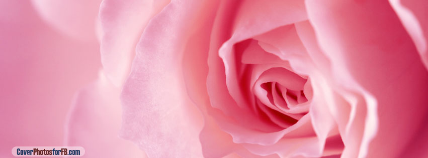 Light Pink Rose Macro Cover Photo