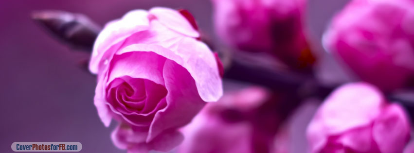 Pink Roses Branch Macro Cover Photo