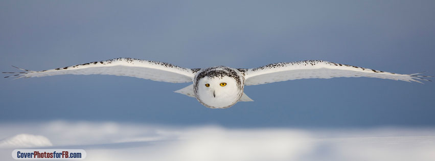 Snowy Owl Flying Cover Photo