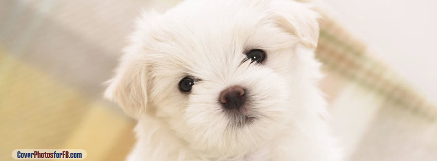 White Fluffy Puppy Cover Photo
