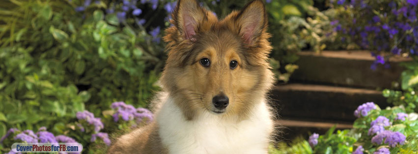 Lounging Sheltie Puppy Cover Photo