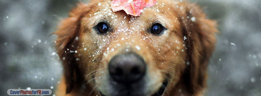 Dog And Snow Cover Photo