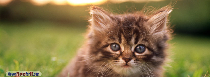 Kitten Portrait Cover Photo