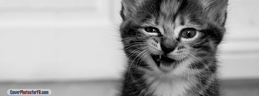 Funny Kitten Cover Photo