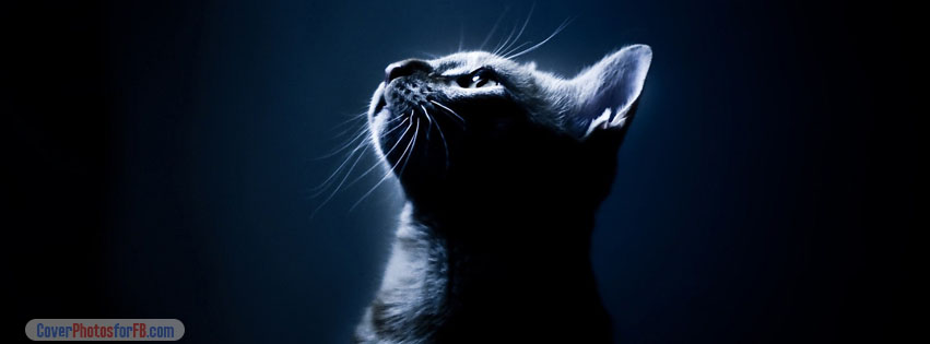 Kitten In The Dark Cover Photo