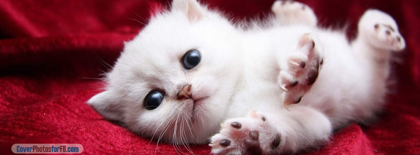 Kitten Begging Cutely Cover Photo