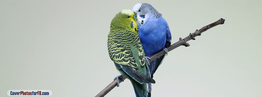 Parrots Kiss On Branch Cover Photo