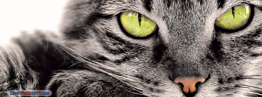 Green Eyes Gray Cat Cover Photo