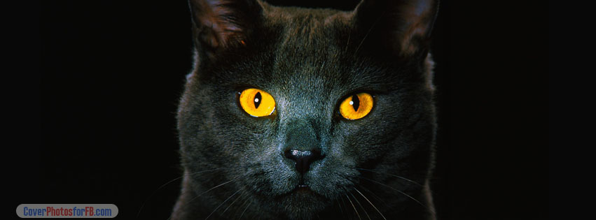 Golden Eyes Black Cat Cover Photo