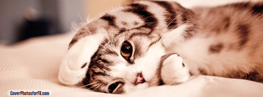 Funny Lazy Cat Cover Photo