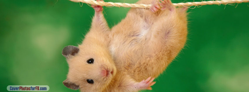 Funny Hamster Cover Photo